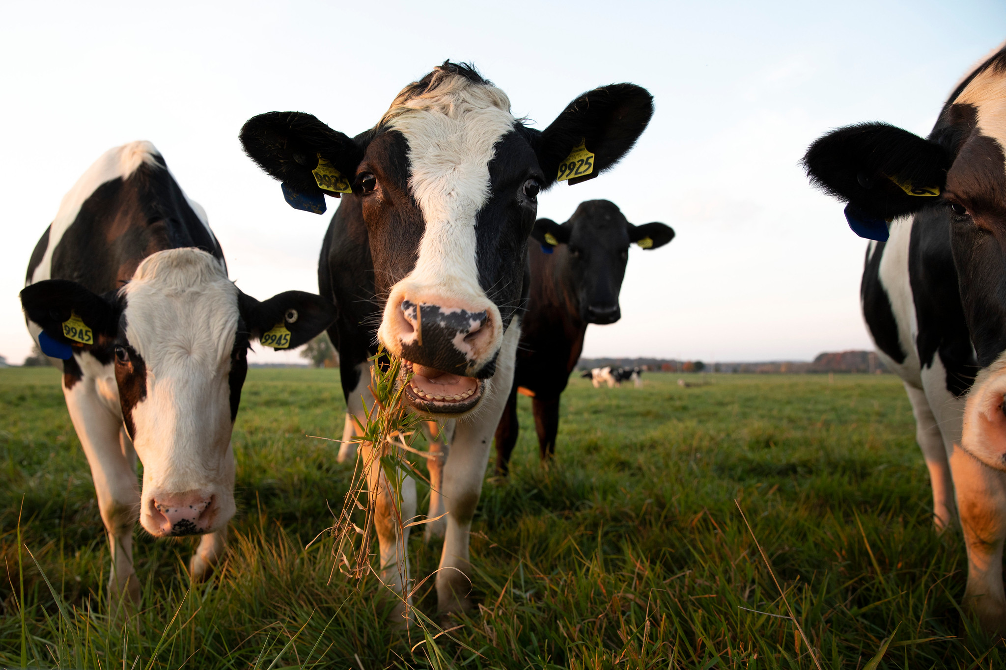 The Ozturk Lab integrates dairy processing, translational nutrition, microbiome science, and bioactive characterization to support interdisciplinary research and industry collaboration.